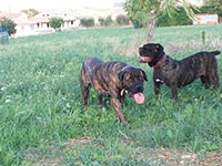 cane corso brindle
